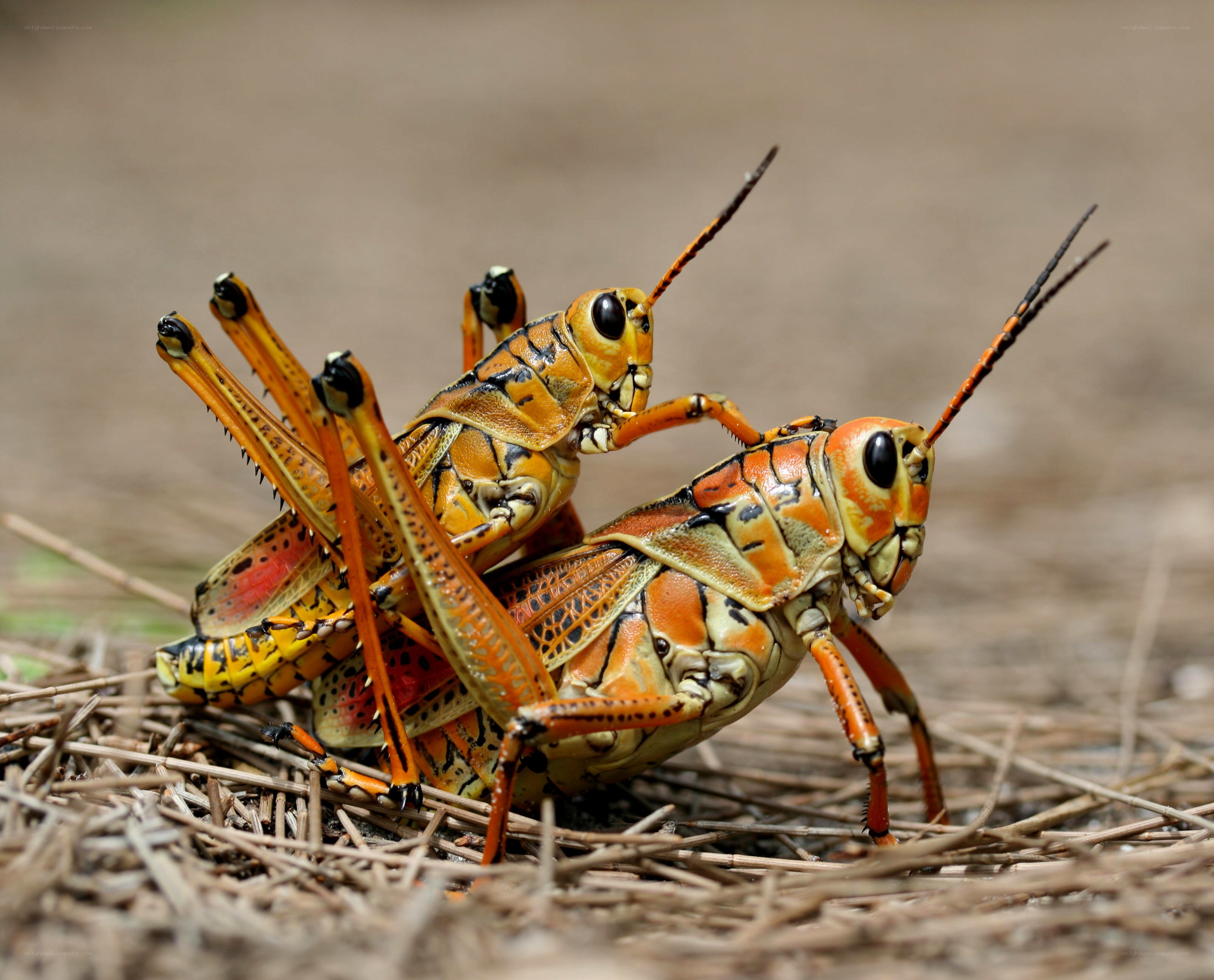Two grasshoppers mating