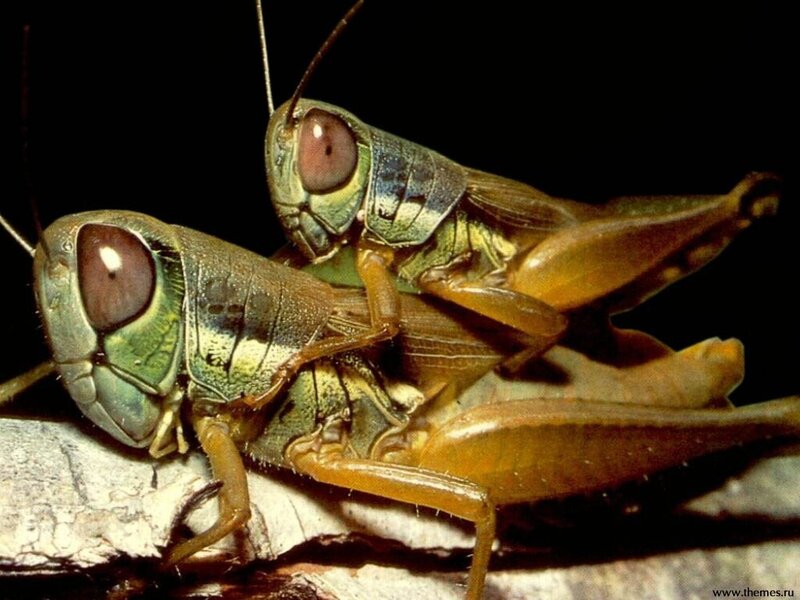 Two Grasshoppers Mating — Green