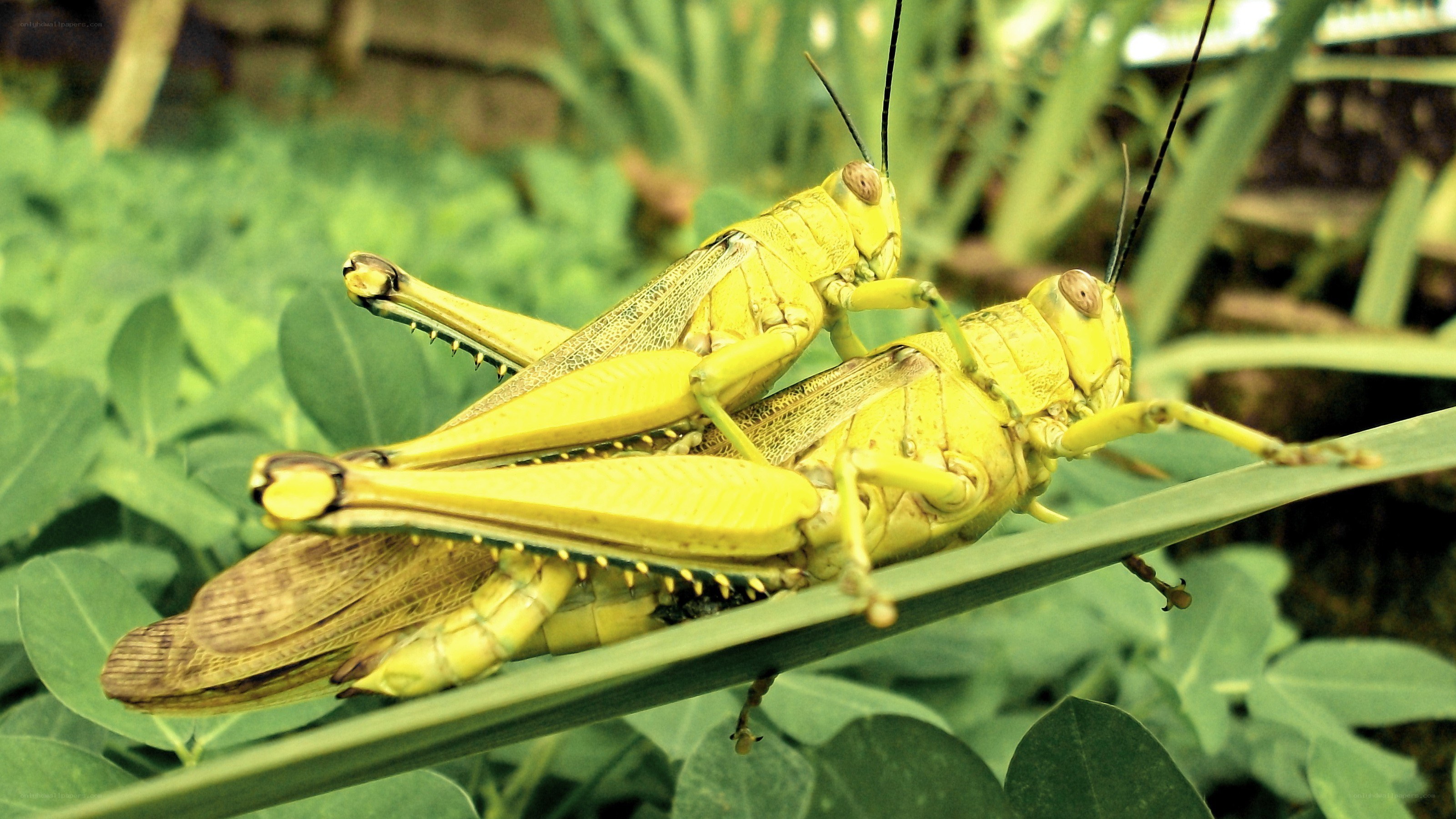 Two grasshoppers mating on a leaf