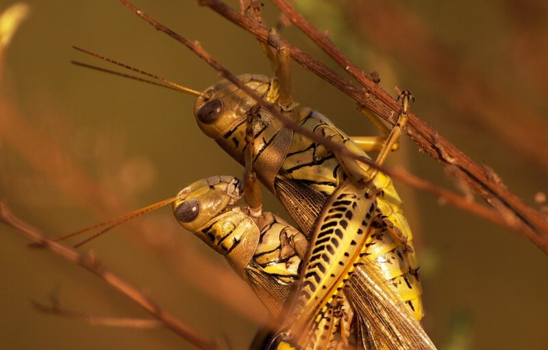 Two Grasshoppers Mating — Yellow