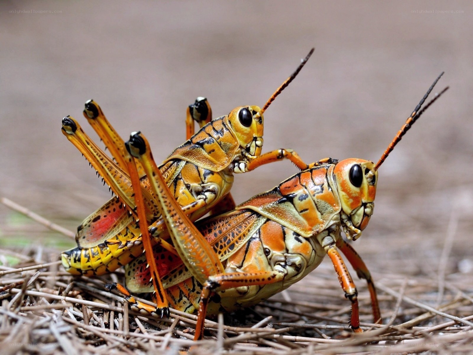 Two grasshoppers mating