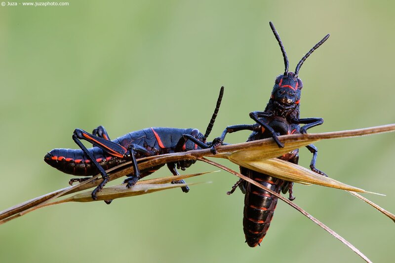 Two grasshoppers on a blade of grass