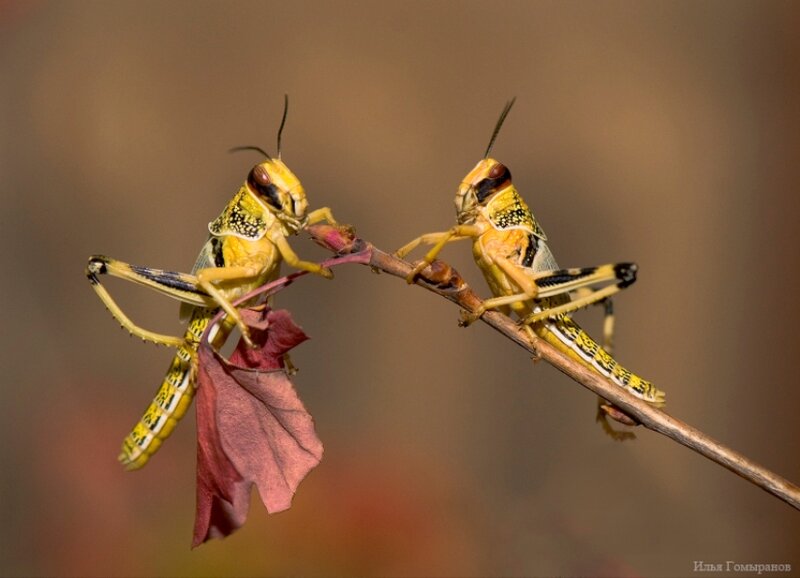 Two Grasshoppers on Branch