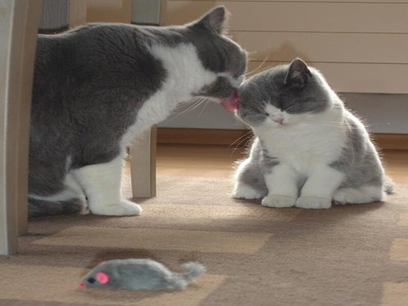 Two Gray and White Cats