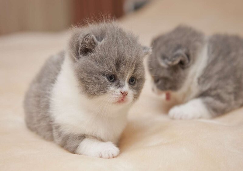 Two Gray and White Kittens — Calm