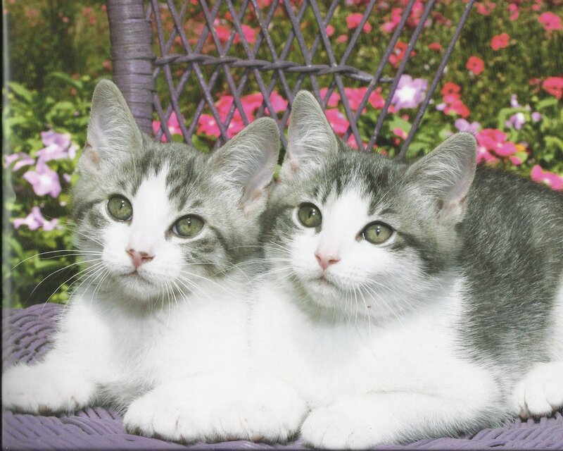 Two Gray-and-white Kittens — Gray