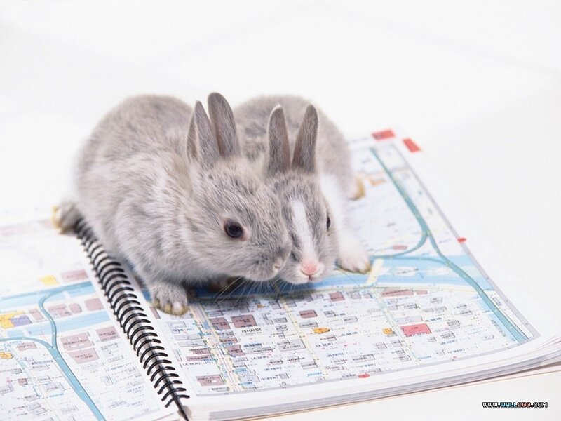 Two Gray Bunnies