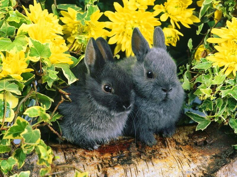 Two Gray Bunnies — Yellow