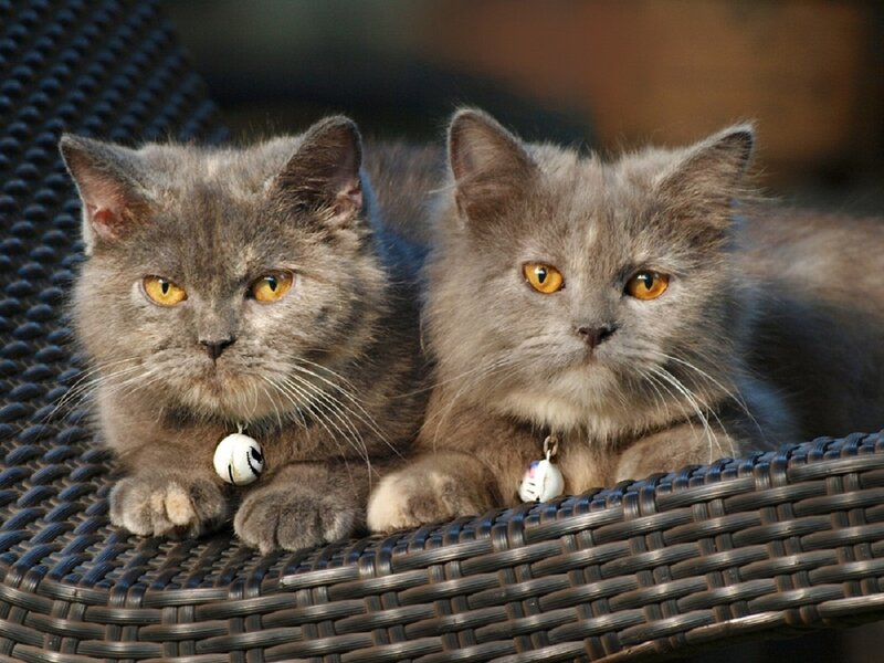 Two Gray Cats — Calm, Afternoon