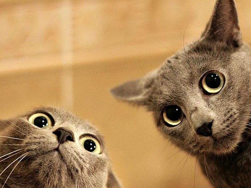 Two Gray Cats — Curious