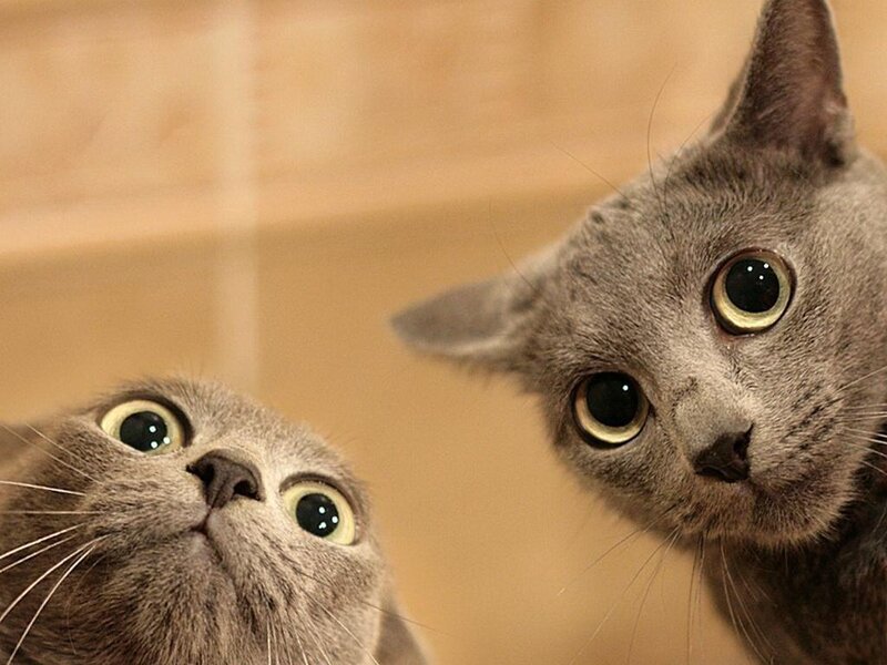 Two Gray Cats Looking Up — Curious