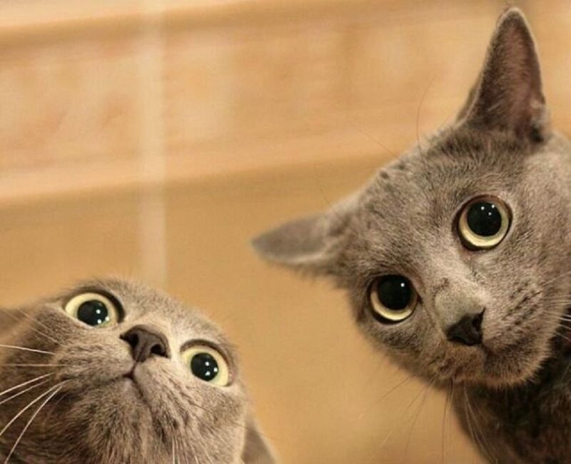 two gray cats looking up