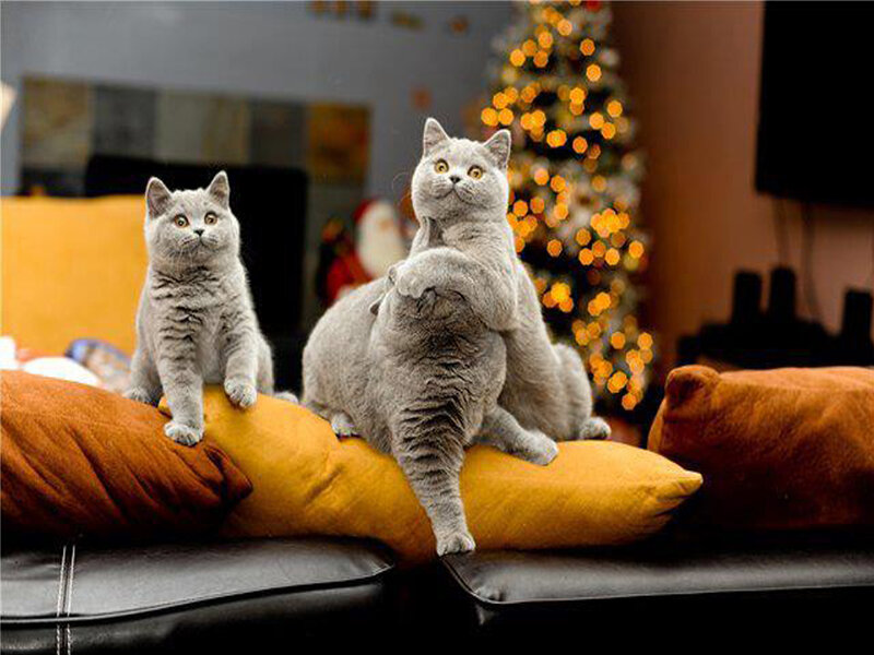 Two Gray Cats on Couch