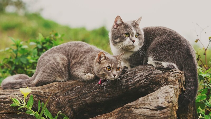 Two Gray Cats on Log
