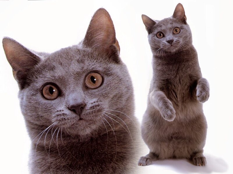 Two gray cats on white background