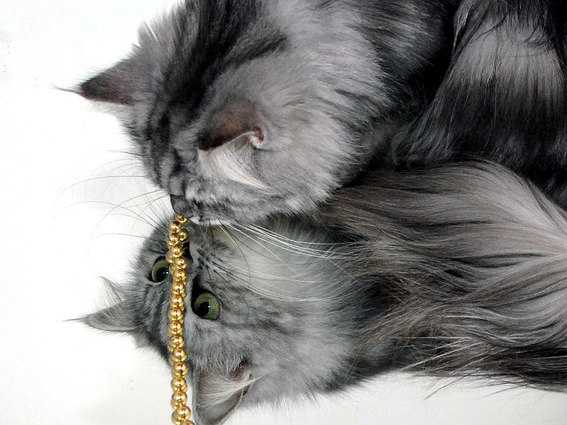 Two Gray Cats Playing
