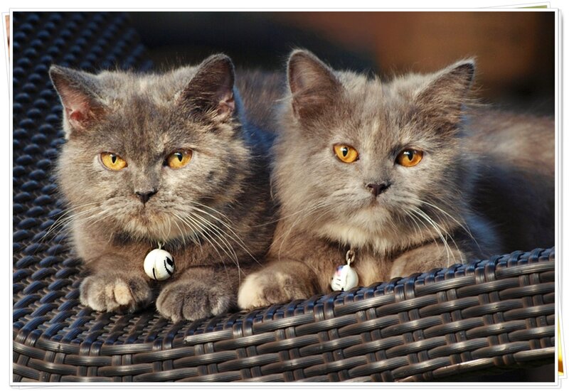Two Gray Cats