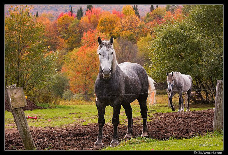 Two Gray Horses in Field
