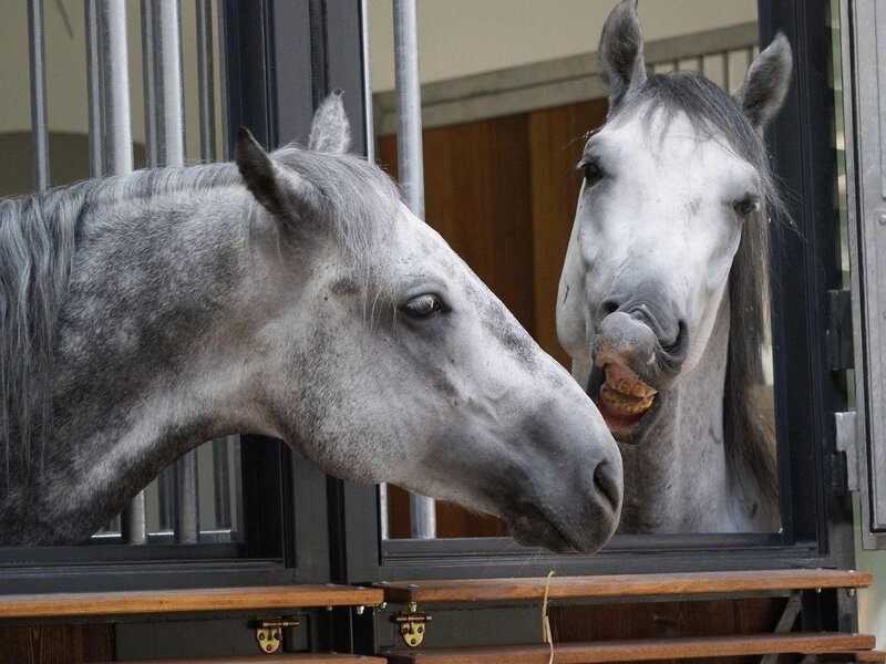 Two Gray Horses in Stable