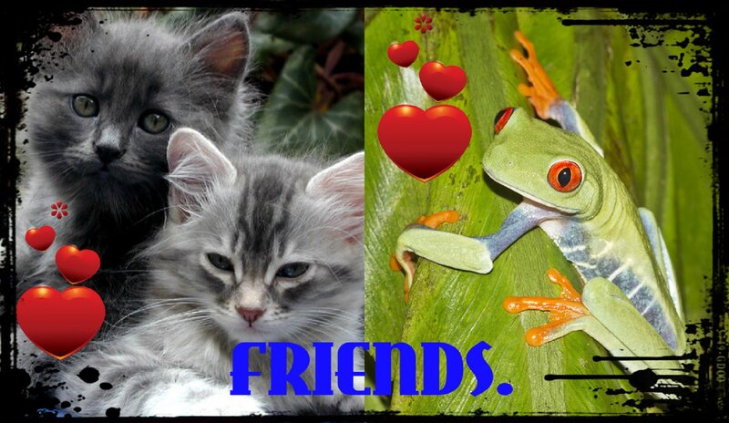 Two Gray Kittens and a Frog