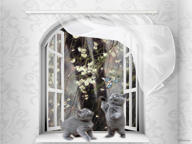 Two Gray Kittens at Window