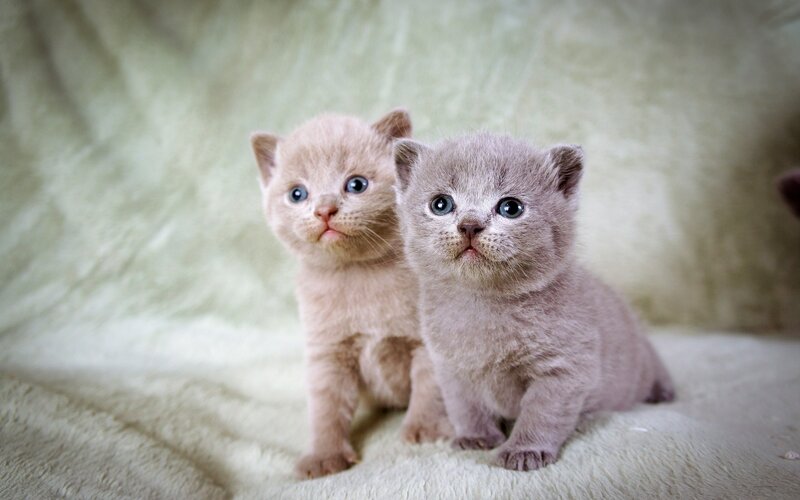 Two Gray Kittens — Blanket