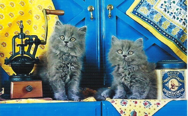 Two Gray Kittens — Blue, Calm