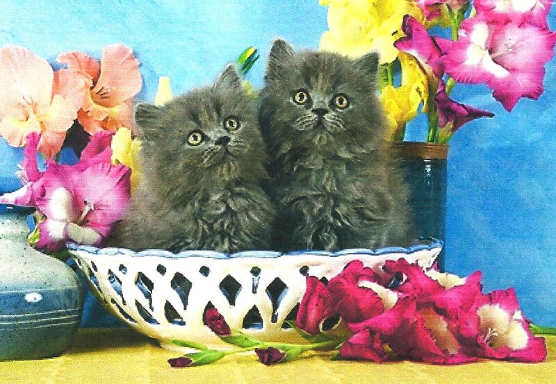 Two Gray Kittens — Blue