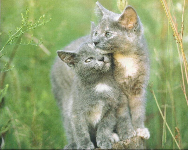 Two Gray Kittens — Calm, Afternoon, Photograph, Grass