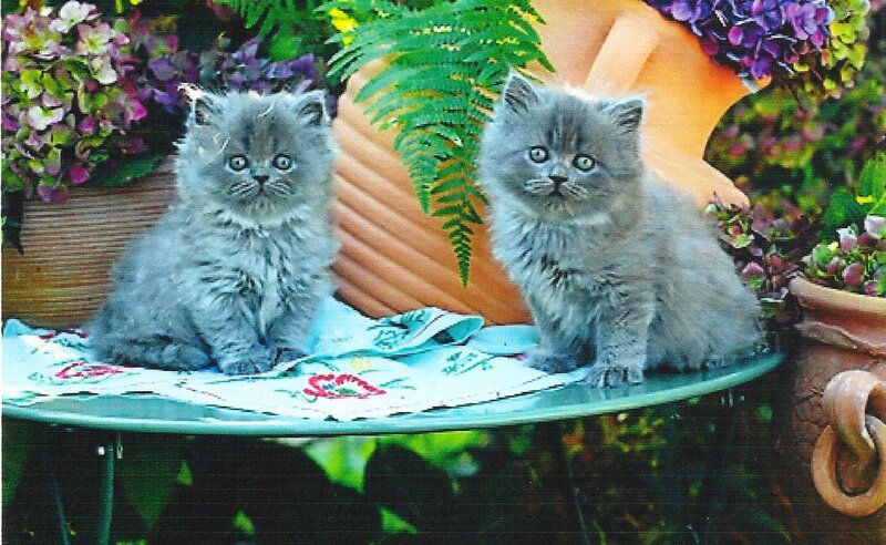 Two Gray Kittens — Calm, Afternoon, Photograph
