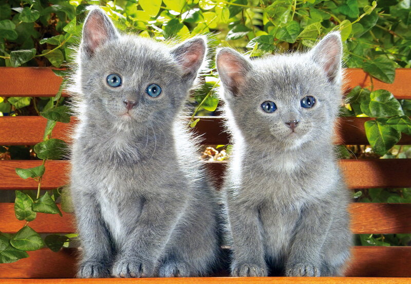 Two Gray Kittens — Calm, Afternoon