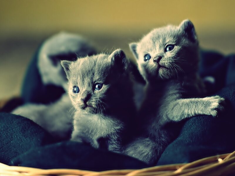 Two Gray Kittens — Calm, Photograph, Basket, Blanket