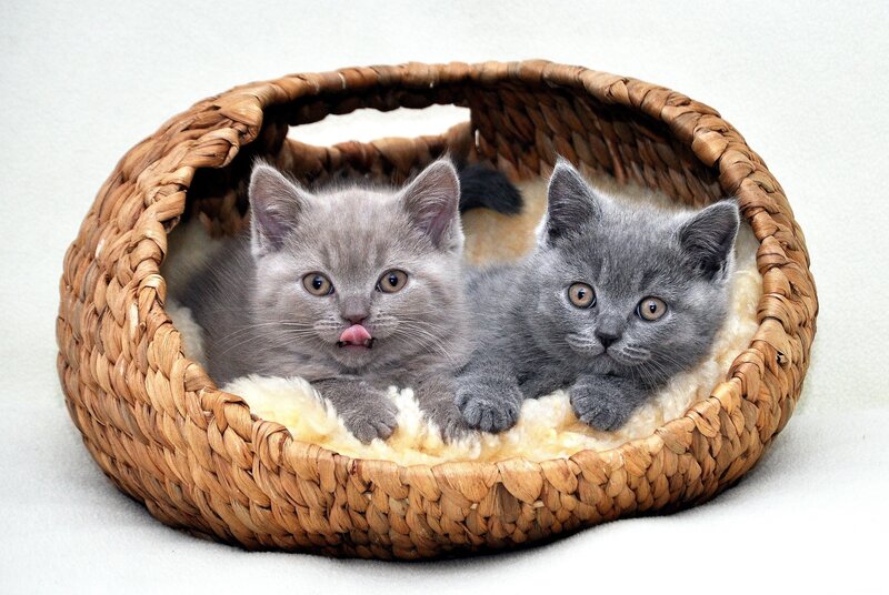 Two Gray Kittens — Calm, Photograph, Basket, Cat Bed