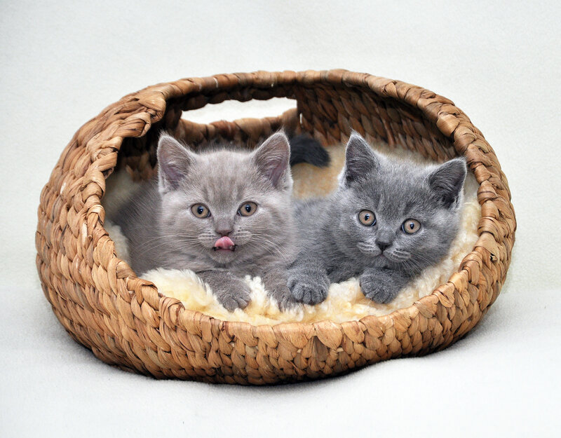 Two Gray Kittens — Calm, Photograph, Basket, Cushion