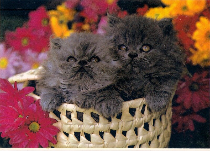 Two Gray Kittens — Calm, Photograph, Basket, Flowers