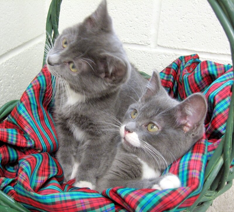 Two Gray Kittens — Calm, Photograph, Basket