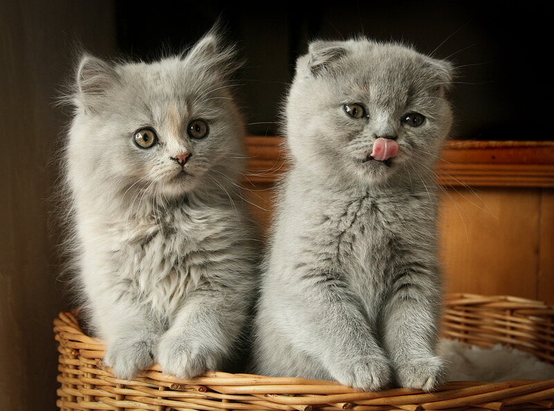 Two Gray Kittens — Calm, Photograph, Basket, Wooden Surface