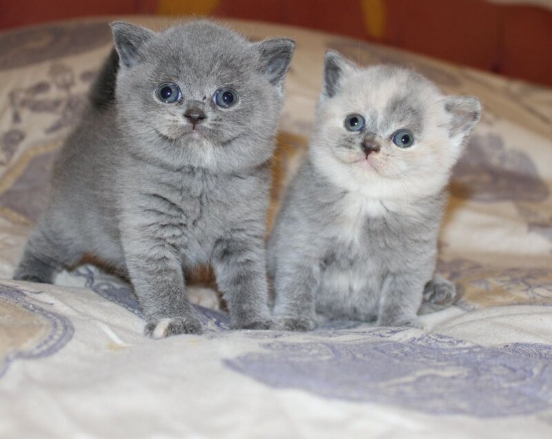 Two Gray Kittens — Calm, Photograph, Bed