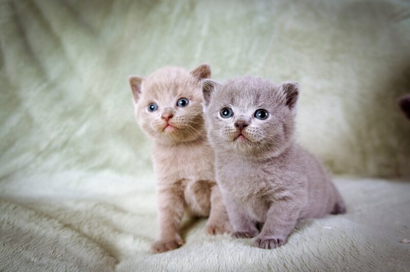 Two Gray Kittens — Calm, Photograph, Blanket, Beige