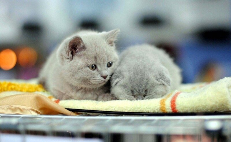 Two Gray Kittens — Calm, Photograph, Blanket, Wire Rack