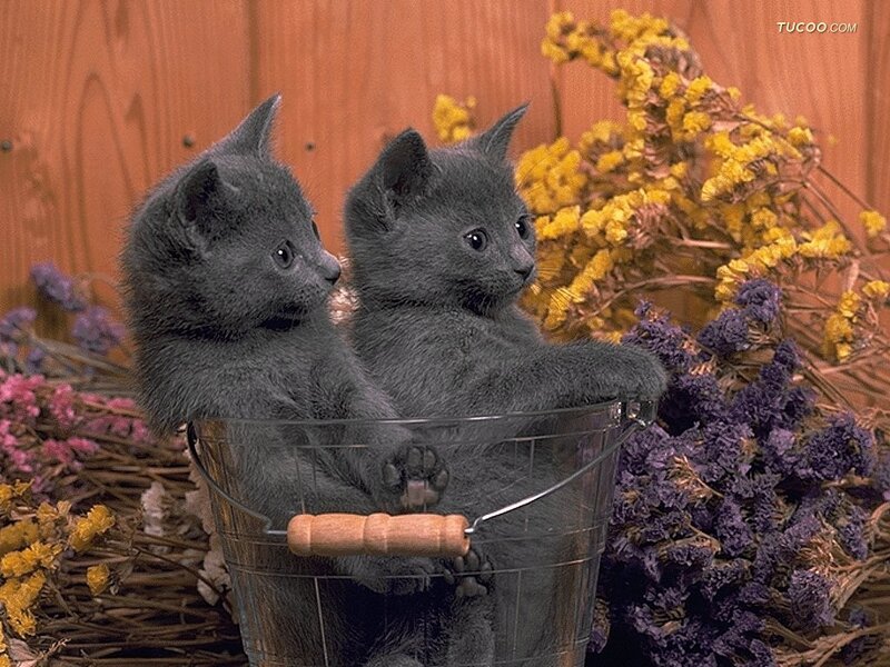 Two Gray Kittens — Calm, Photograph, Bucket, Dried Flowers