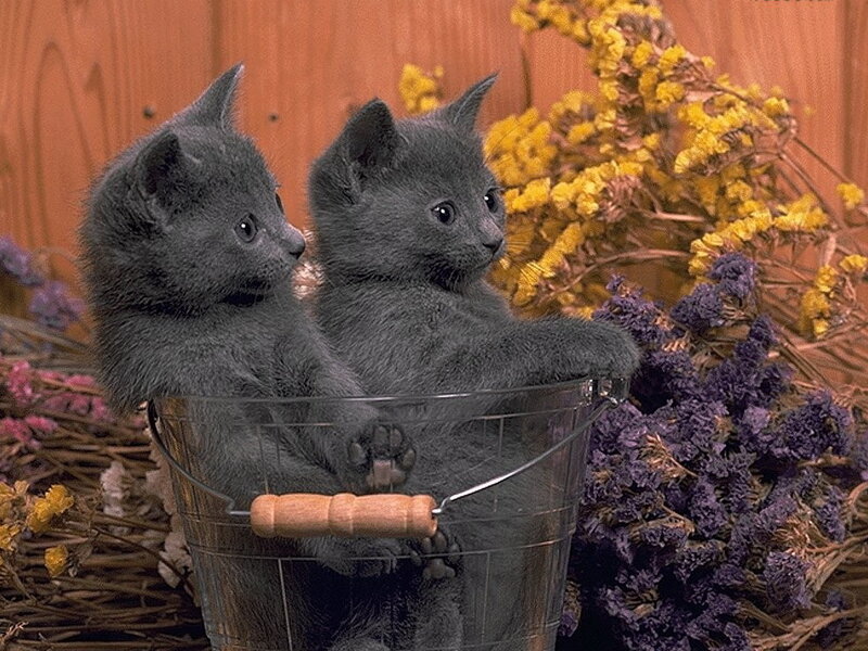 Two Gray Kittens — Calm, Photograph, Bucket