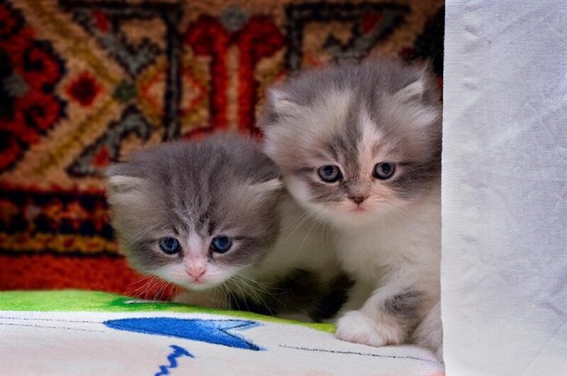 Two Gray Kittens — Calm, Photograph, Carpet