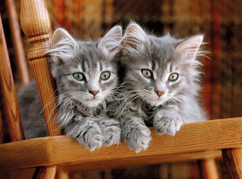 Two Gray Kittens — Calm, Photograph, Cat
