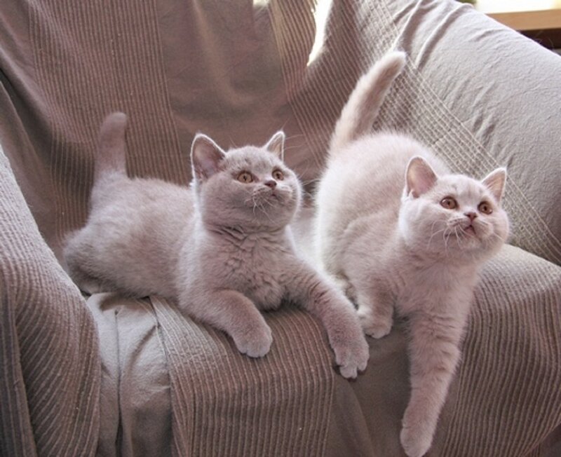 Two Gray Kittens — Calm, Photograph, Couch