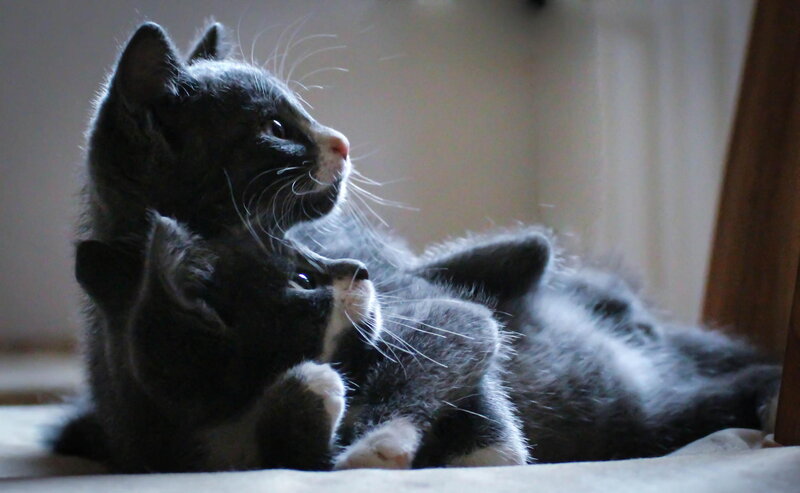 Two Gray Kittens — Calm, Photograph, Floor