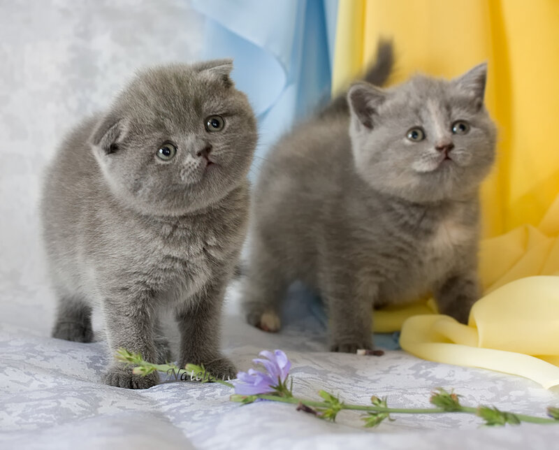 Two Gray Kittens — Calm, Photograph, Flowers