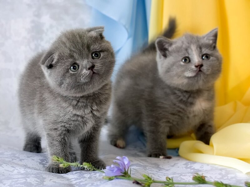 Two Gray Kittens — Calm, Photograph, Flowers, Yellow Fabric