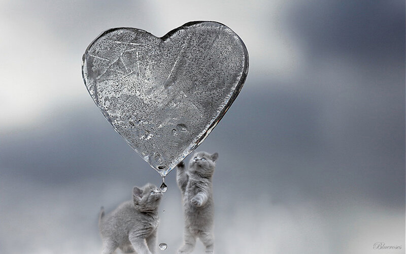 Two Gray Kittens — Calm, Photograph, Heart