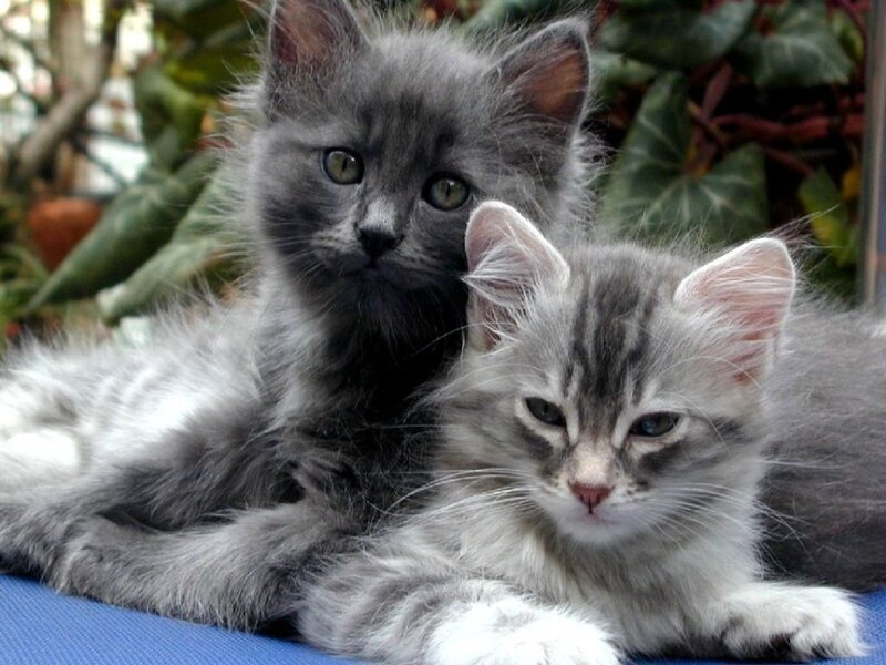 Two Gray Kittens — Calm, Photograph, Plants